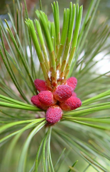 Pflanzenbild gross Arve - Pinus cembra