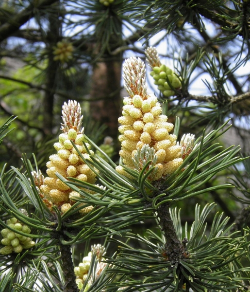 Pflanzenbild gross Wald-Föhre - Pinus sylvestris