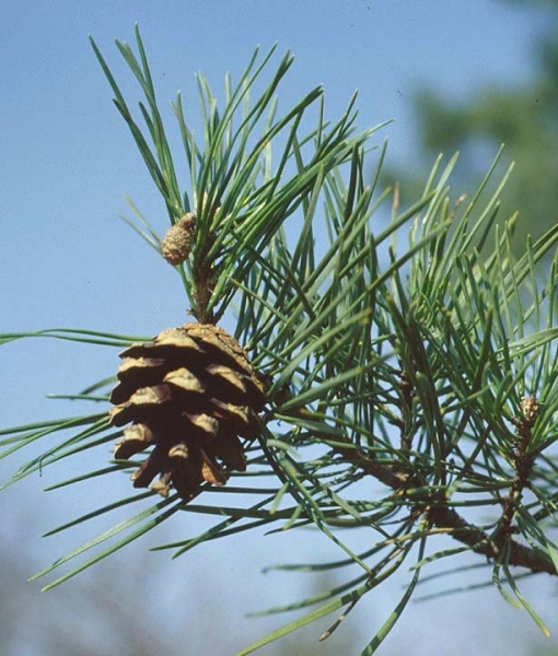 Pflanzenbild gross Wald-Föhre - Pinus sylvestris