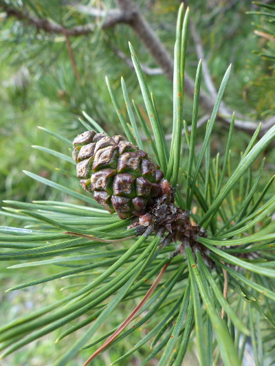 Pflanzenbild gross Leg-Föhre - Pinus mugo Turra subsp. mugo