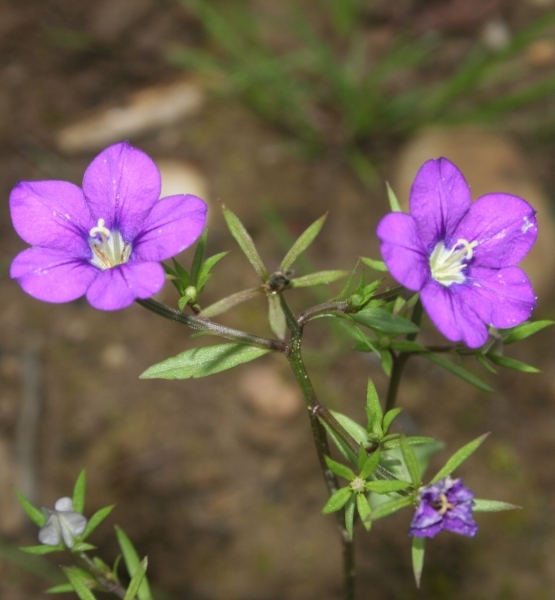 Pflanzenbild gross Venus-Frauenspiegel - Legousia speculum-veneris
