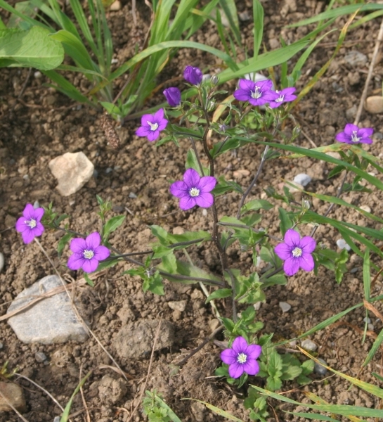 Pflanzenbild gross Venus-Frauenspiegel - Legousia speculum-veneris