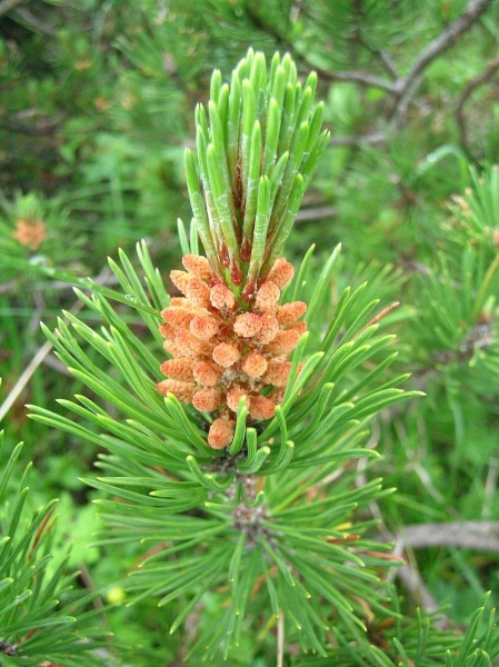 Pflanzenbild gross Aufrechte Berg-Föhre - Pinus mugo subsp. uncinata