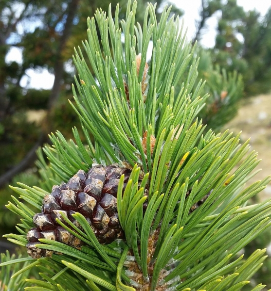 Pflanzenbild gross Aufrechte Berg-Föhre - Pinus mugo subsp. uncinata
