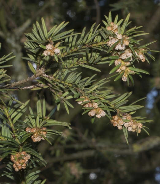 Pflanzenbild gross Eibe - Taxus baccata