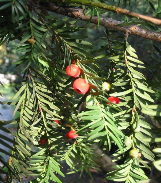 Pflanzenbild gross Eibe - Taxus baccata