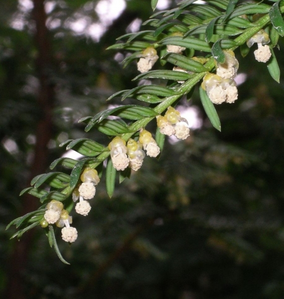 Pflanzenbild gross Eibe - Taxus baccata