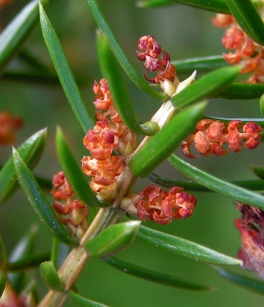 Pflanzenbild gross Gewöhnlicher Wacholder - Juniperus communis subsp. communis