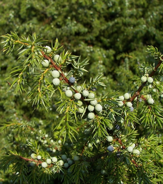 Pflanzenbild gross Gewöhnlicher Wacholder - Juniperus communis subsp. communis