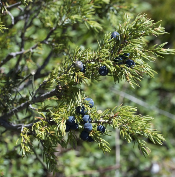 Pflanzenbild gross Zwerg-Wacholder - Juniperus communis subsp. alpina