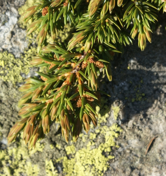 Pflanzenbild gross Zwerg-Wacholder - Juniperus communis subsp. alpina