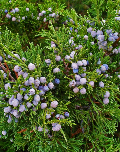 Pflanzenbild gross Sefistrauch - Juniperus sabina