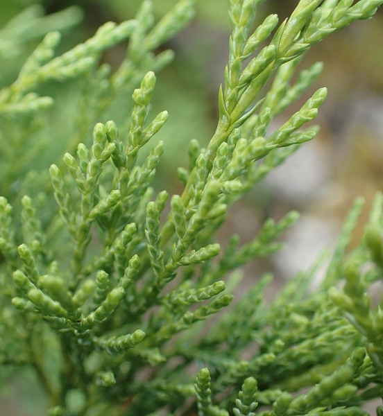 Pflanzenbild gross Sefistrauch - Juniperus sabina