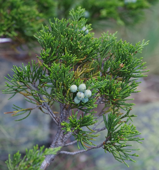 Pflanzenbild gross Sefistrauch - Juniperus sabina