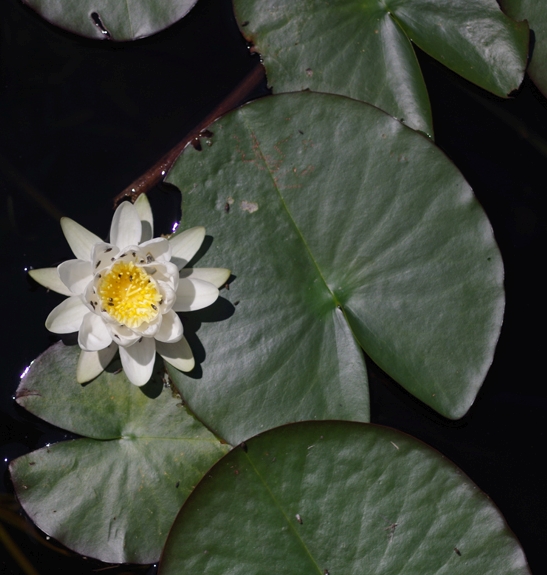 Pflanzenbild gross Weisse Seerose - Nymphaea alba