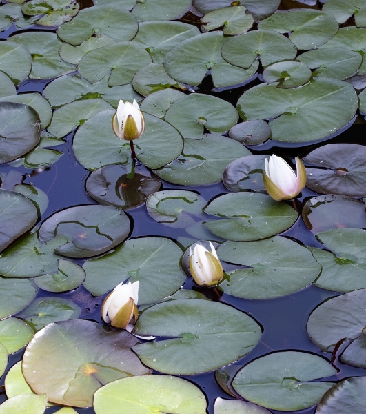 Pflanzenbild gross Weisse Seerose - Nymphaea alba