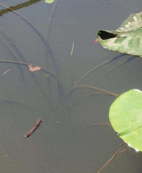 Pflanzenbild gross Weisse Seerose - Nymphaea alba