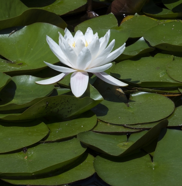 Pflanzenbild gross Weisse Seerose - Nymphaea alba