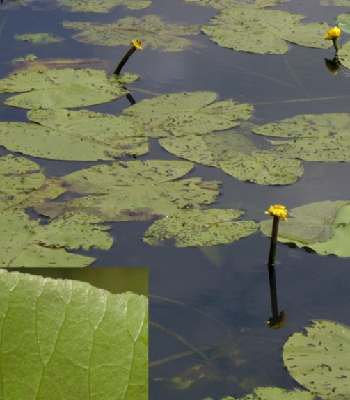 Pflanzenbild gross Grosse Teichrose - Nuphar lutea