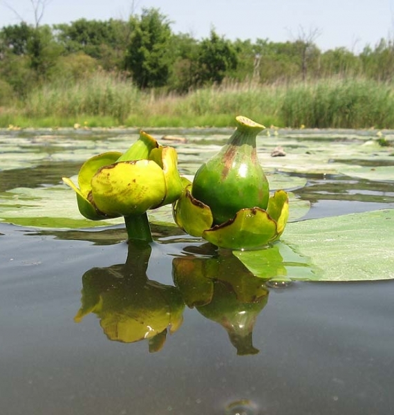 Pflanzenbild gross Grosse Teichrose - Nuphar lutea