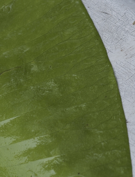 Pflanzenbild gross Grosse Teichrose - Nuphar lutea