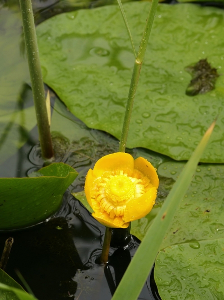 Pflanzenbild gross Grosse Teichrose - Nuphar lutea