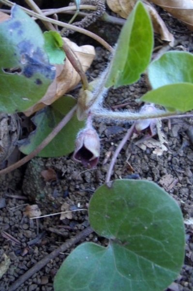 Pflanzenbild gross Europäische Haselwurz - Asarum europaeum