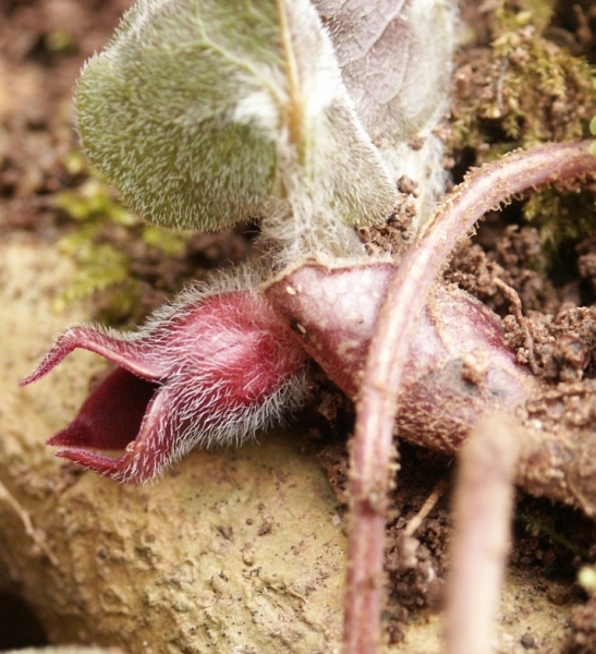 Pflanzenbild gross Europäische Haselwurz - Asarum europaeum