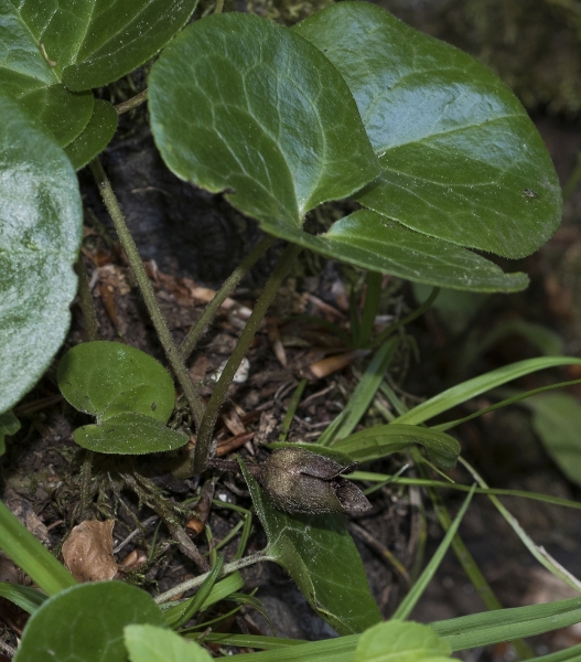 Pflanzenbild gross Europäische Haselwurz - Asarum europaeum