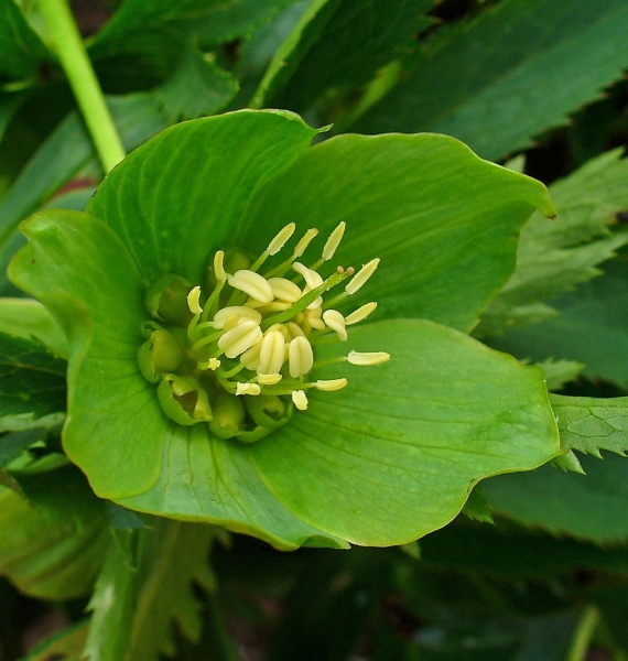 Pflanzenbild gross Grüne Nieswurz - Helleborus viridis