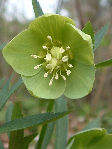 Pflanzenbild gross Grüne Nieswurz - Helleborus viridis