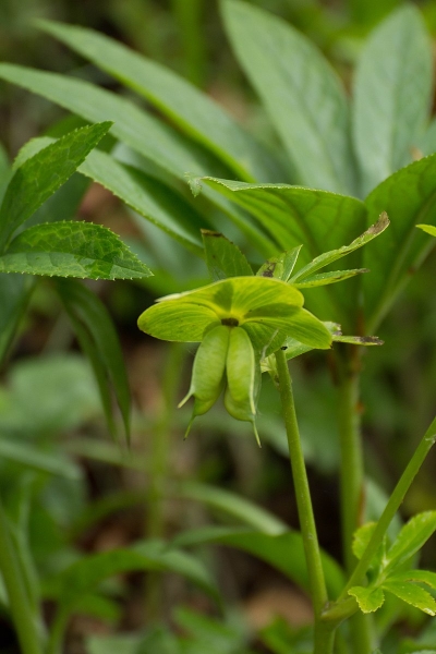 Pflanzenbild gross Grüne Nieswurz - Helleborus viridis