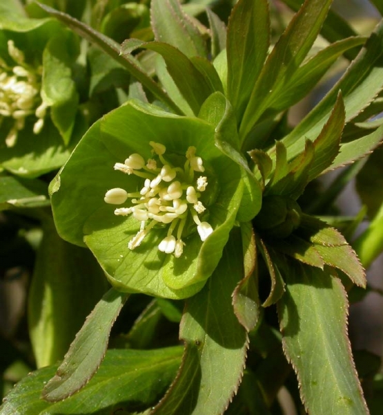 Pflanzenbild gross Grüne Nieswurz - Helleborus viridis
