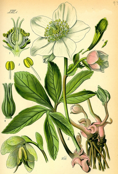Pflanzenbild gross Christrose - Helleborus niger