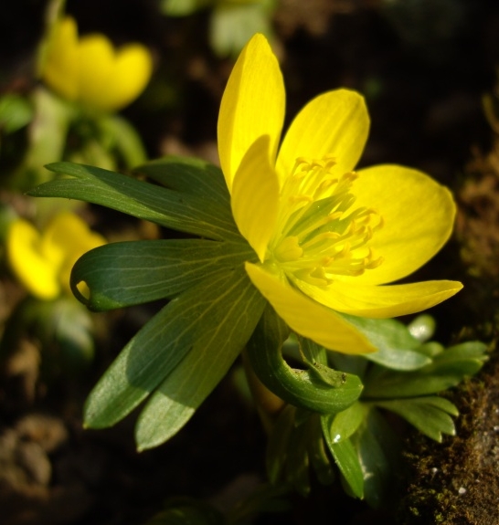 Pflanzenbild gross Winterling - Eranthis hyemalis