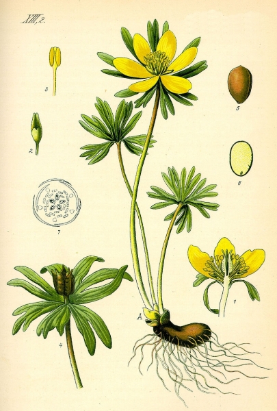 Pflanzenbild gross Winterling - Eranthis hyemalis