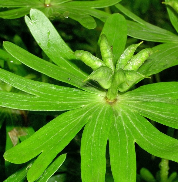 Pflanzenbild gross Winterling - Eranthis hyemalis