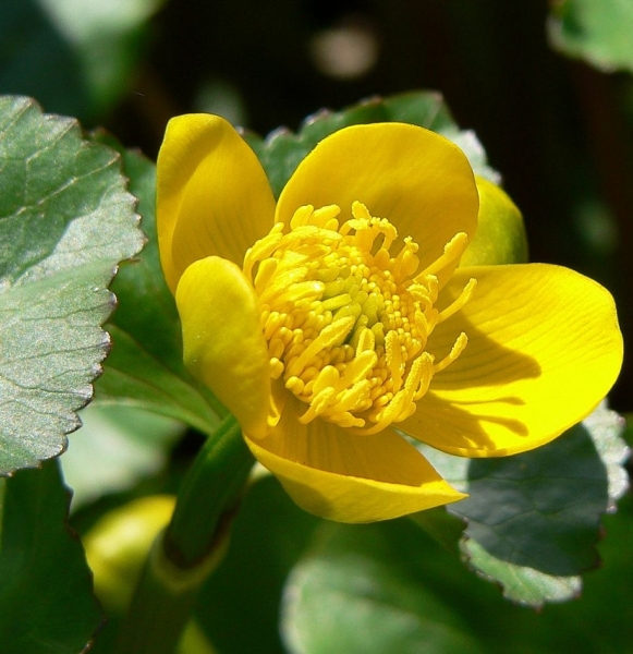 Pflanzenbild gross Sumpf-Dotterblume - Caltha palustris
