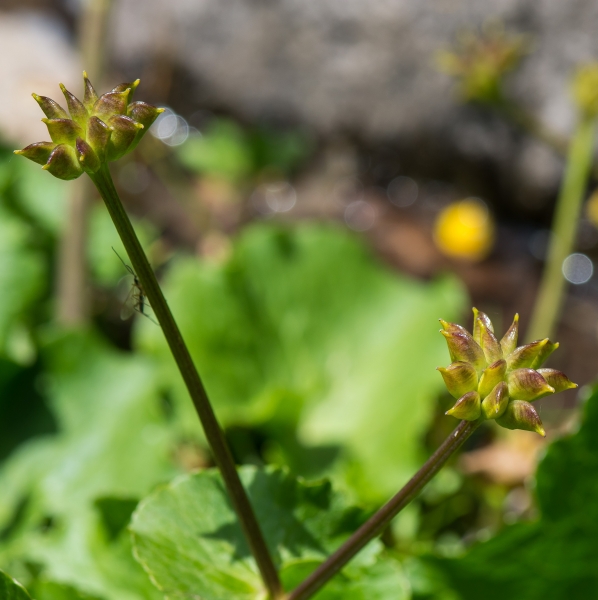 Pflanzenbild gross Sumpf-Dotterblume - Caltha palustris