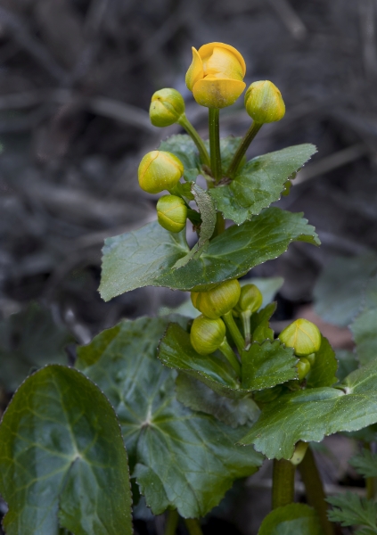 Pflanzenbild gross Sumpf-Dotterblume - Caltha palustris