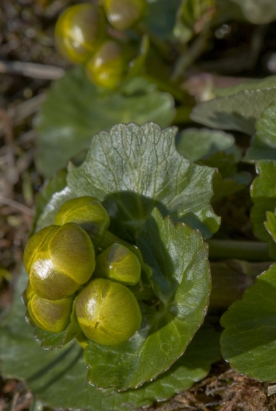 Pflanzenbild gross Sumpf-Dotterblume - Caltha palustris