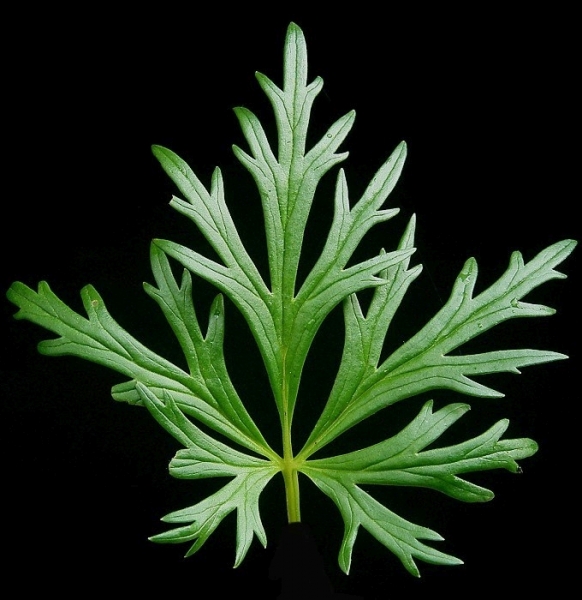 Pflanzenbild gross Blauer Eisenhut - Aconitum napellus