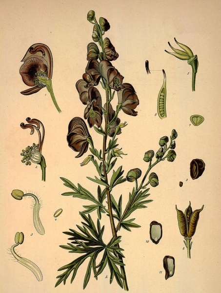 Pflanzenbild gross Blauer Eisenhut - Aconitum napellus
