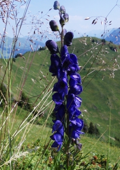 Pflanzenbild gross Blauer Eisenhut - Aconitum napellus