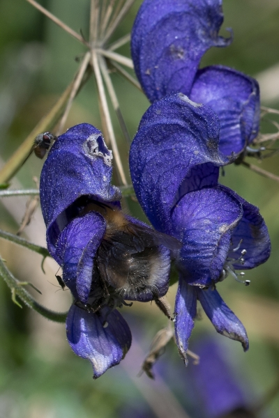 Pflanzenbild gross Blauer Eisenhut - Aconitum napellus