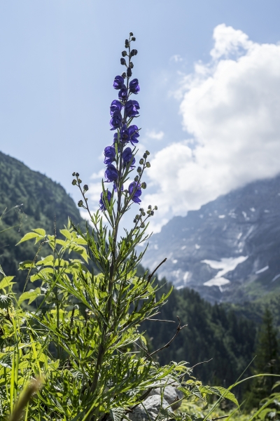 Pflanzenbild gross Blauer Eisenhut - Aconitum napellus