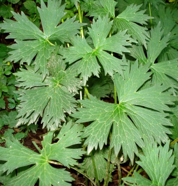 Pflanzenbild gross Gelber Eisenhut - Aconitum lycoctonum