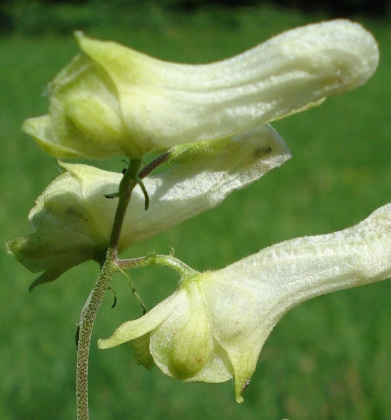 Pflanzenbild gross Gelber Eisenhut - Aconitum lycoctonum