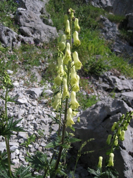 Pflanzenbild gross Gelber Eisenhut - Aconitum lycoctonum