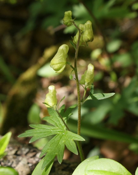 Pflanzenbild gross Gelber Eisenhut - Aconitum lycoctonum